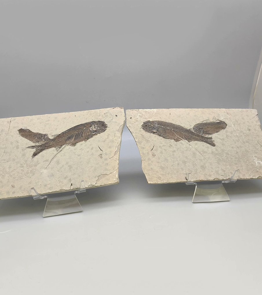 Vis - Gefossiliseerd dier - Lycoptera muroii - 20 cm - 10 cm  (Zonder minimumprijs) #1.0