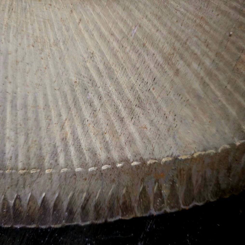 Jacob Frans van der Merck (1610-1664), Attributed to - Lady with a lace cap and a millstone collar #4.3