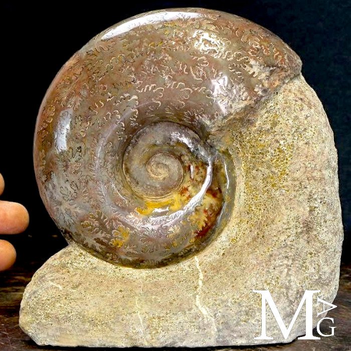Ammonite op natuurlijke matrix uit Lyon - Fossiel fragment - Lytoceras sp. - 160 mm - 155 mm #1.0