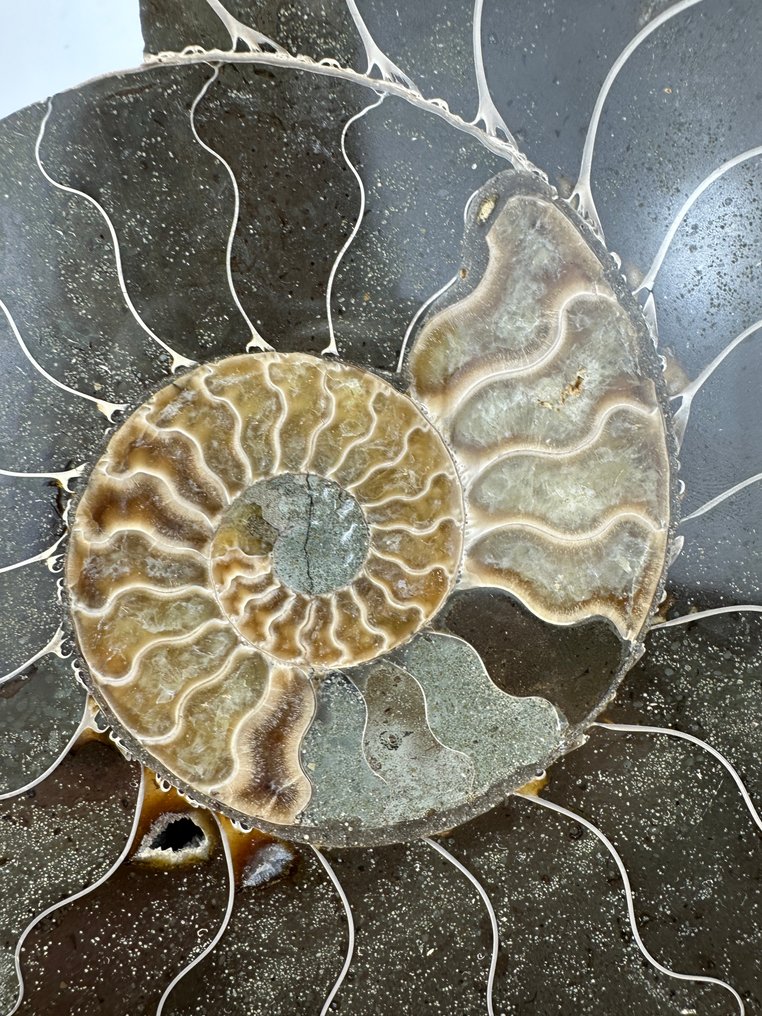 Ammonite - Απολιθωμένο κέλυφος - Aioloceras (Cleoniceras) sp. - 20.5 cm - 17 cm #2.1