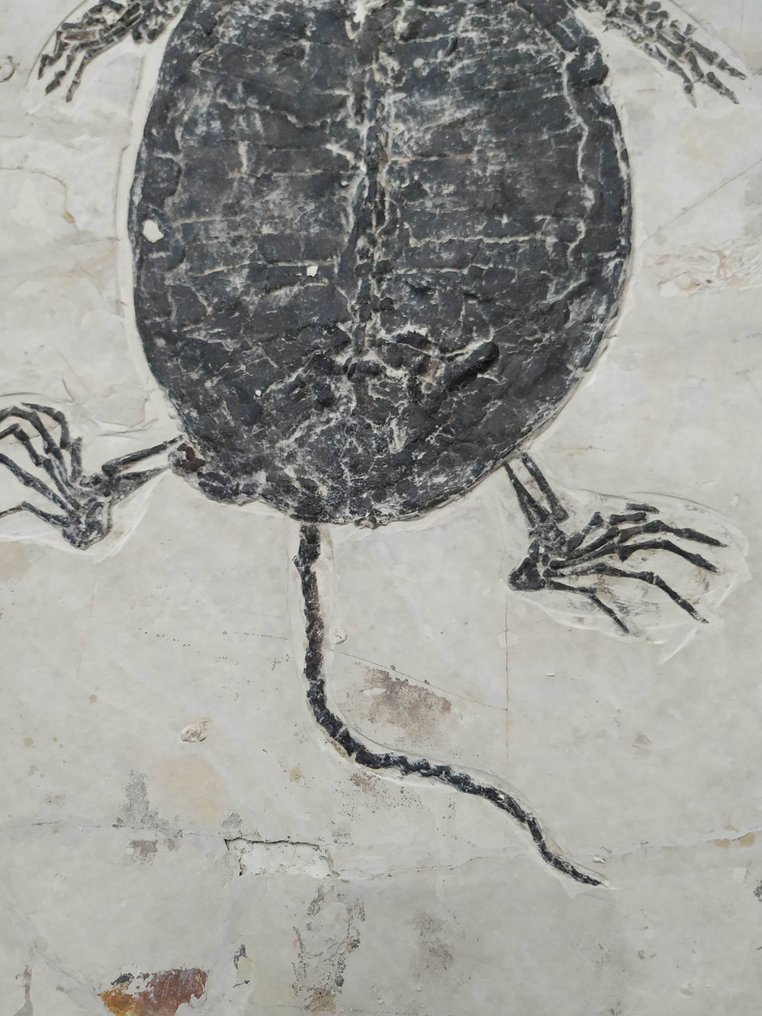 大型乌龟-Manchurochelys - 動物化石 - 45 cm - 40 cm #4.3