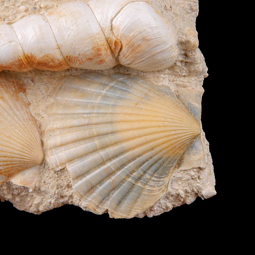 独家化石板块——Tuttitella 和 Pecten——佛罗里达标本——手工木底座 - 化石碎片 - 172 mm - 124 mm #4.3