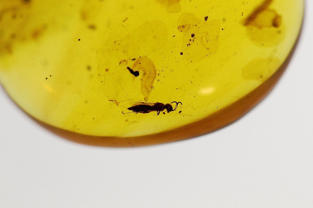 琥珀 - Formicidae burmese  (没有保留价) #2.1