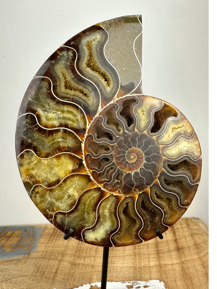 Ammonit - Forstenet skal - Aioloceras (Cleoniceras) sp. #1.0