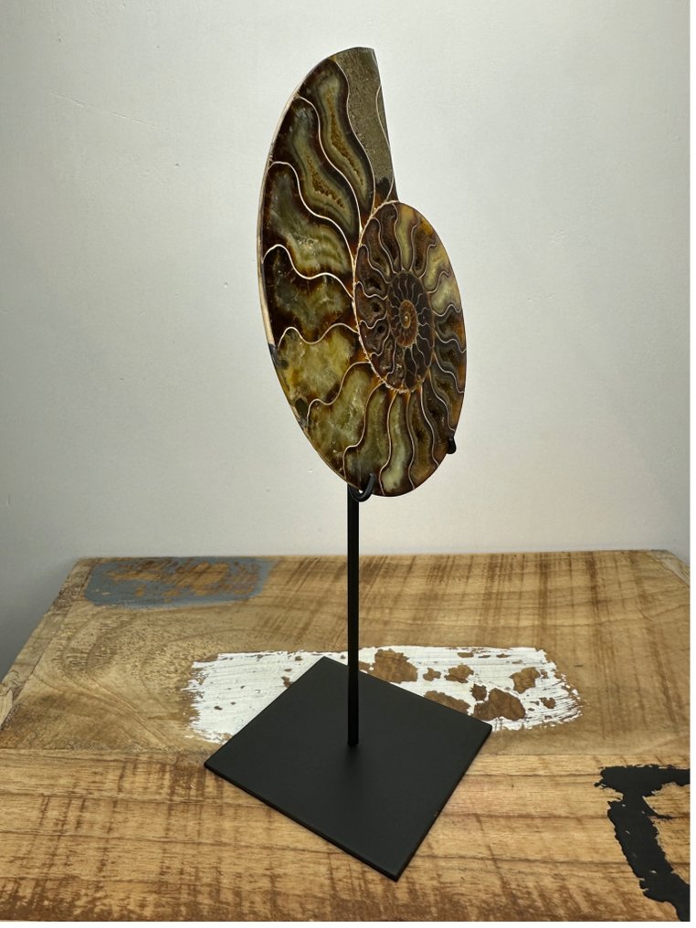 Ammonit - Forstenet skal - Aioloceras (Cleoniceras) sp. #3.2