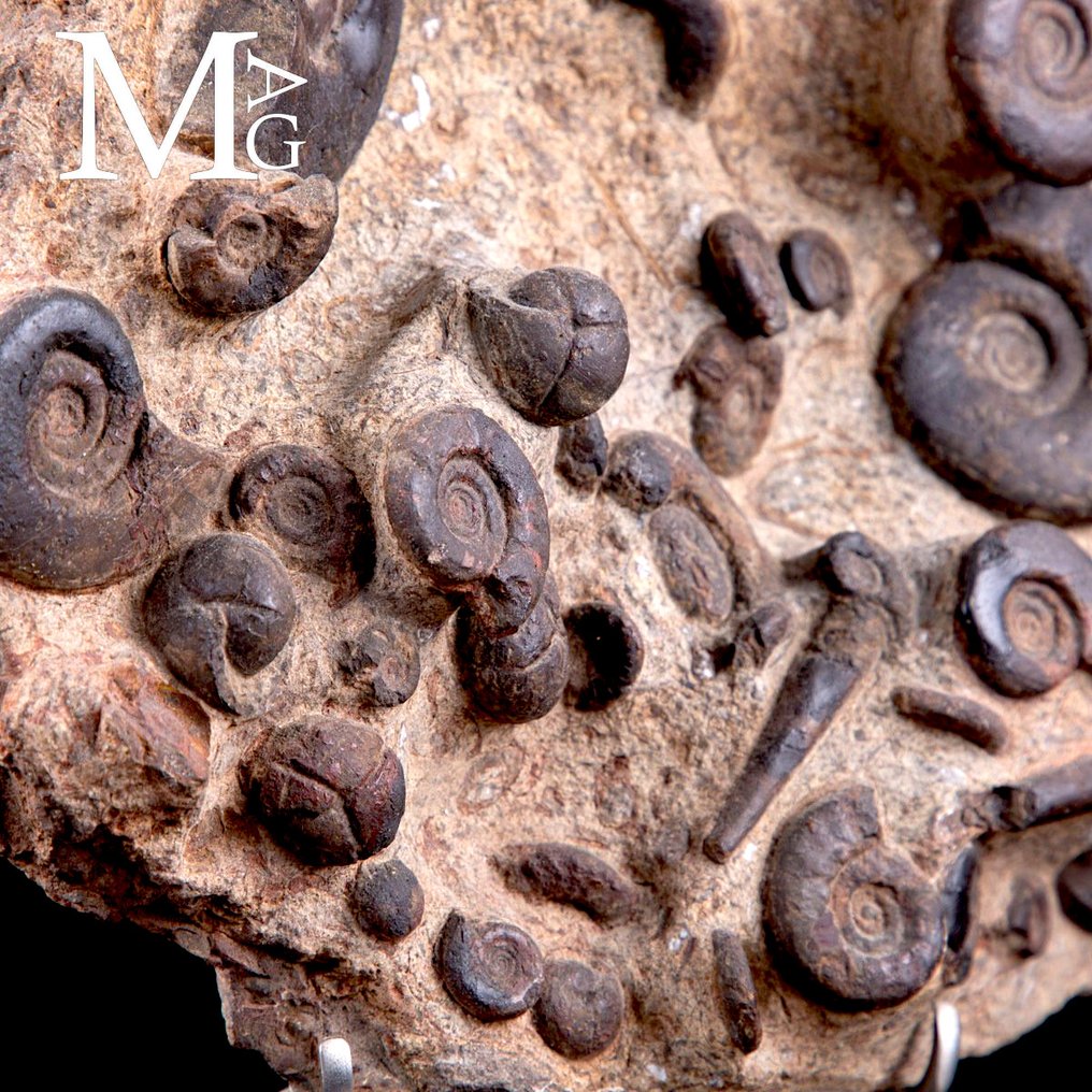 Μωρόκο Αμμόνιτες Πλάκα - Καλλιτεχνική Βάση από Ξύλο και Ατσάλι. - Απολίθωμα πλάκας θνησιμότητας - Fossil Slab with Cheiloceras Subpartitum and Kalloclymenia Subarmata - 320 mm - 300 mm #2.1