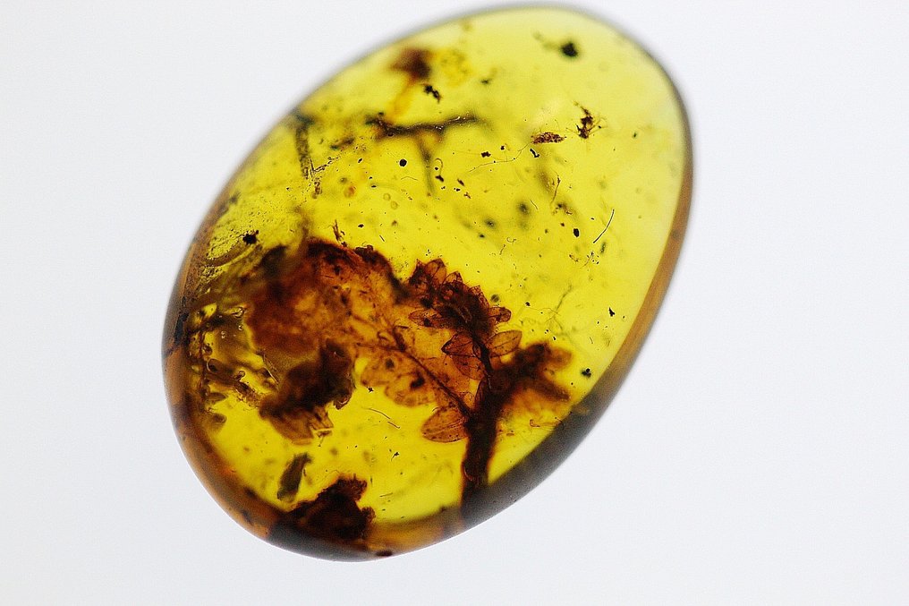 Barnsteen - Plant fragments (Zonder Minimumprijs) #1.0