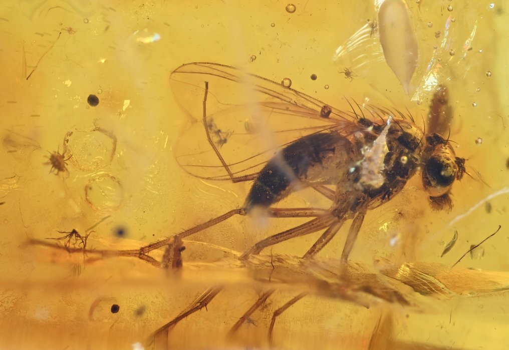 Chihlimbar baltic - Grup de 3 piese, toate cu incluziuni de insecte fosile de calitate. - Caboșon fosilă (Fără preț de rezervă) #2.1