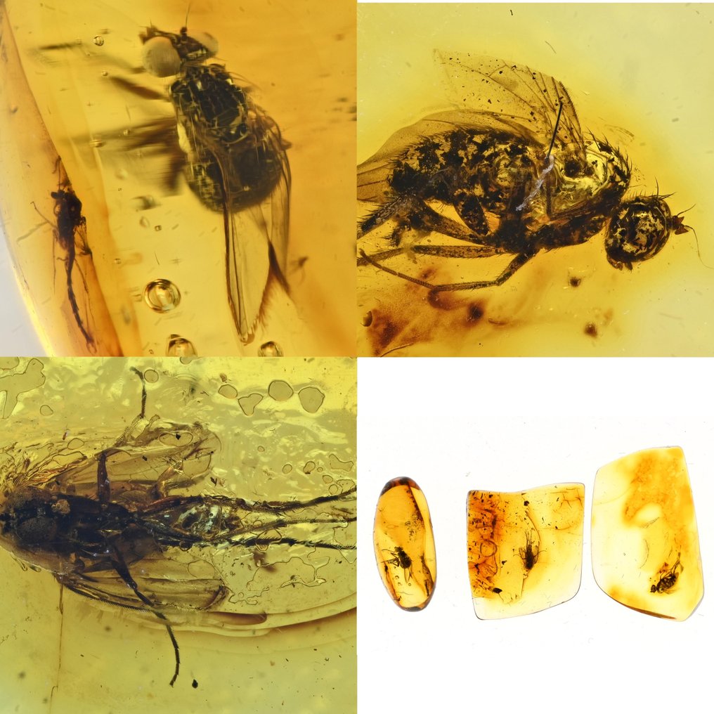 Baltic Amber - Ομάδα 3 τεμαχίων, όλα με ποιοτικά απολιθωμένα έντομα ενσωματώματα - Απολιθωμένο cabochon  (χωρίς τιμή ασφαλείας) #4.3