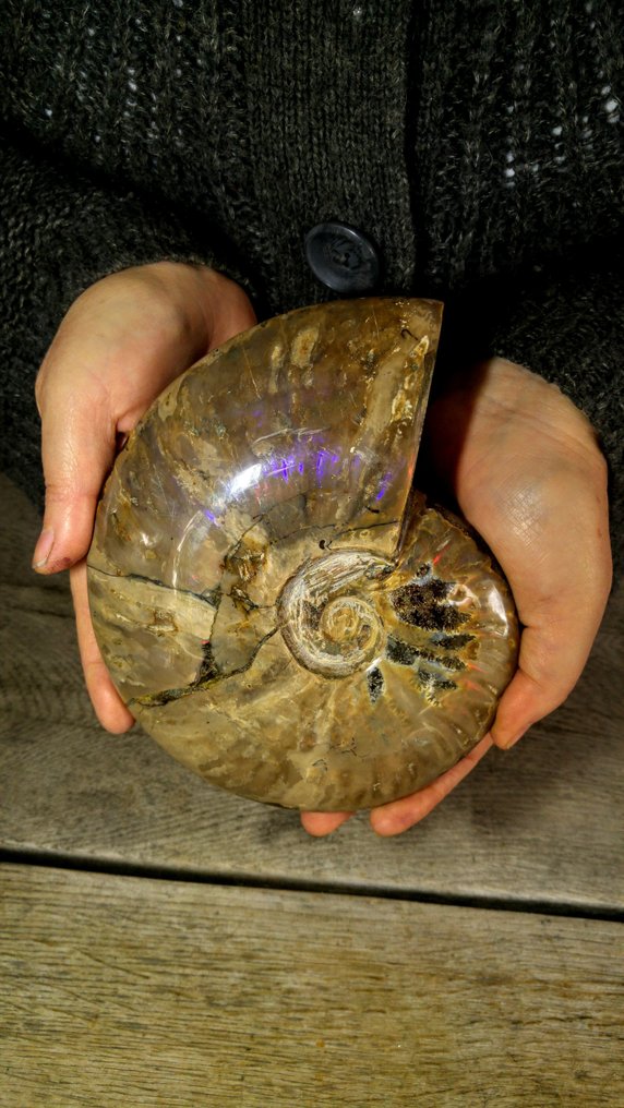 Ammonite - Fossilised animal - Aioloceras (Cleoniceras) sp. - 17 cm - 14 cm #1.0