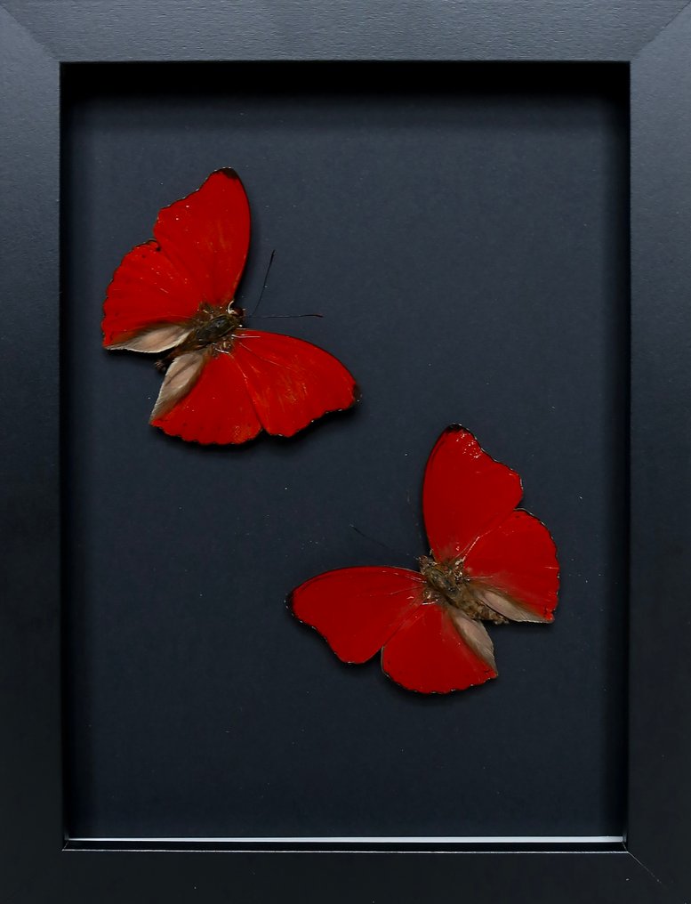 Sommerfugl Taksidermi fuld kropsmontering - Cymothoe sangaris - 18 cm - 13 cm - 2 cm - Ikke-CITES arter - 1 #1.0