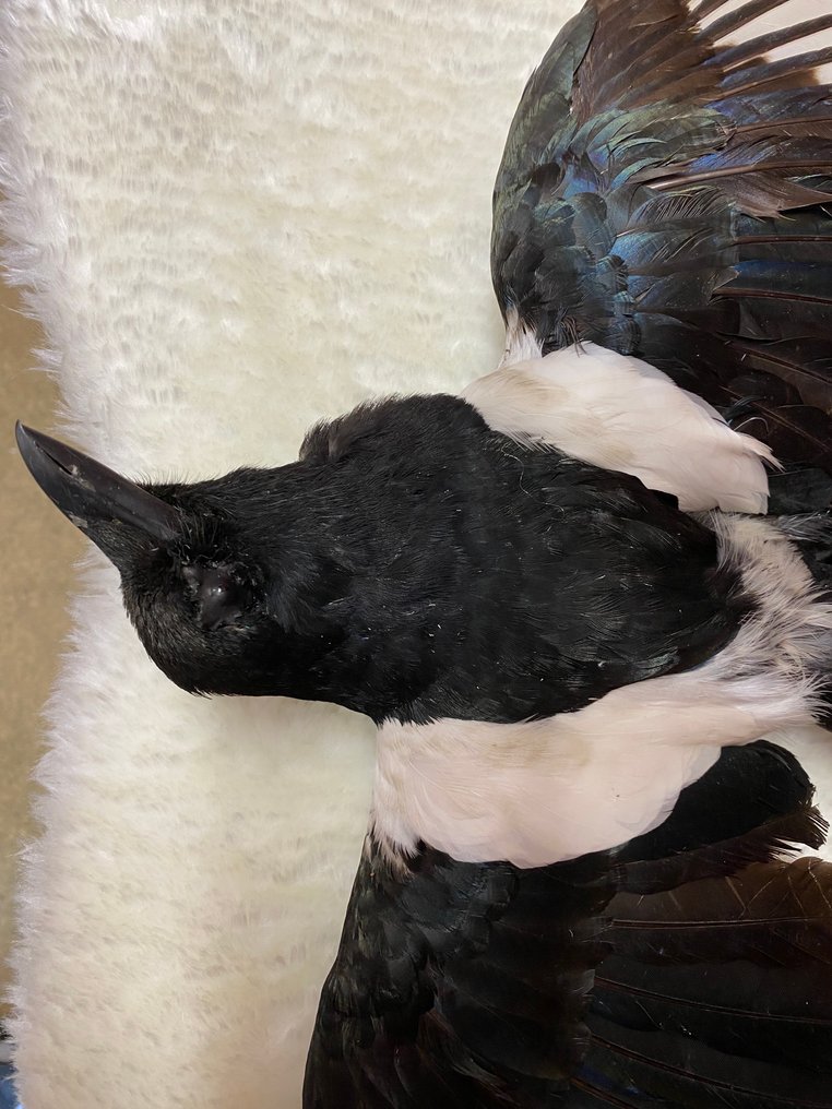 Eurasian Magpie Allestimento tassidermico a corpo intero - Pica Pica - 10 cm - 55 cm - 30 cm - Specie non CITES - 1 #1.0