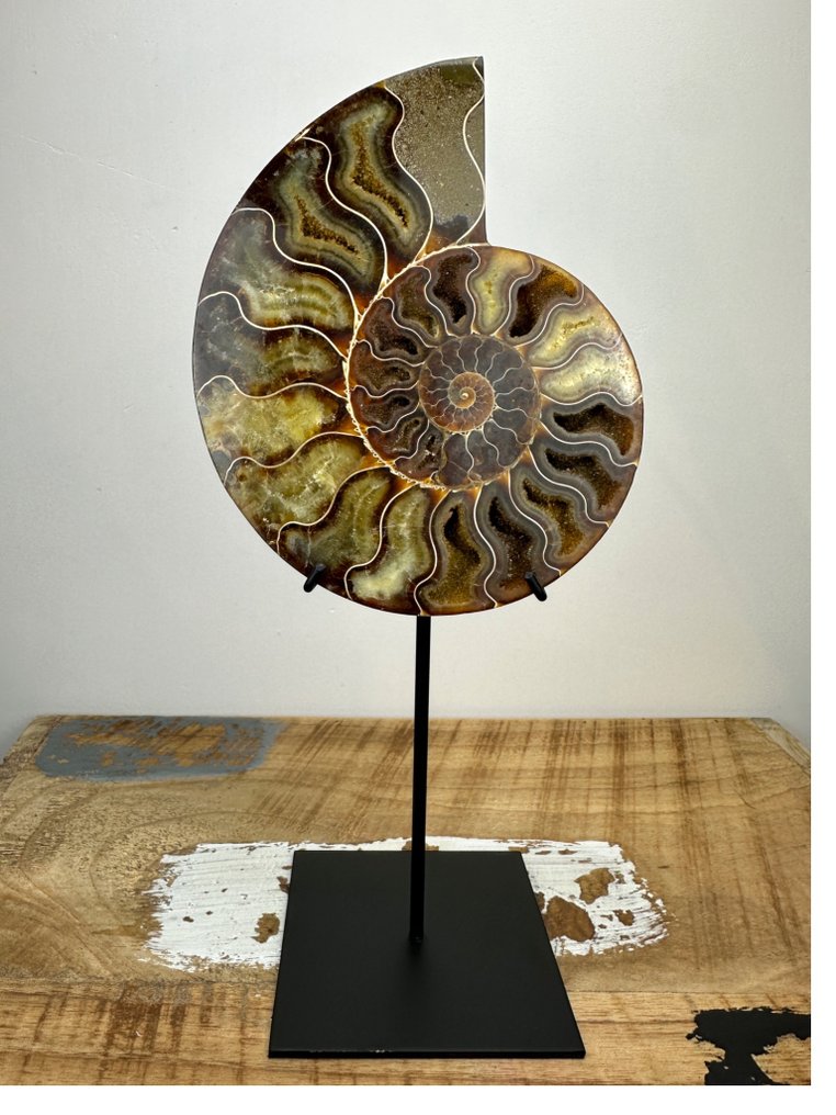 Ammonit - Forstenet skal - Aioloceras (Cleoniceras) sp. #1.0