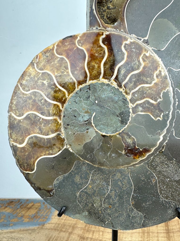 Ammonit - Forstenet skal - Aioloceras (Cleoniceras) sp. - 19.5 cm - 16.5 cm #2.1