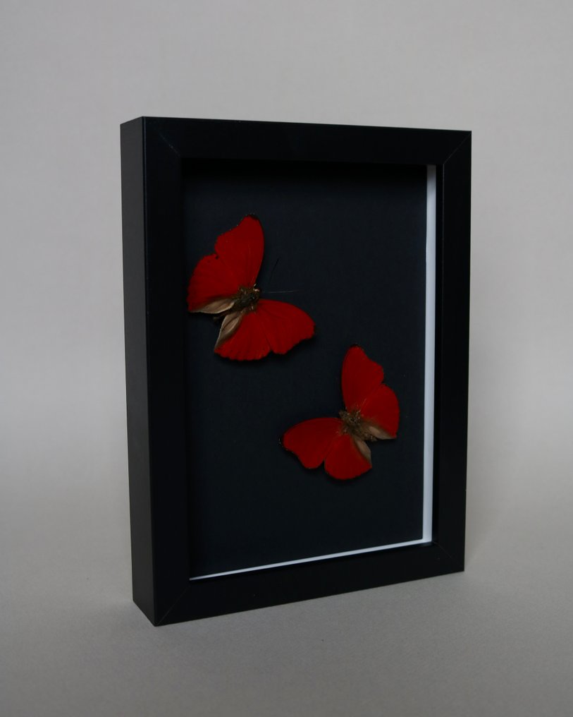 Sommerfugl Taksidermi fuld kropsmontering - Cymothoe sangaris - 18 cm - 13 cm - 2 cm - Ikke-CITES arter - 1 #4.3