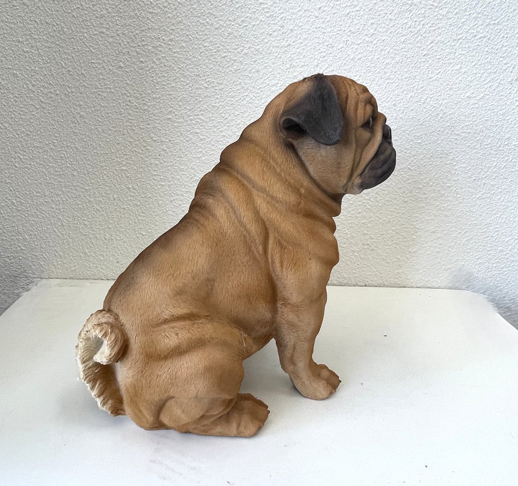Γλυπτό, Realistische MOPSHOND-ware grootte-Levensecht - 35 cm - ρητίνη #3.2