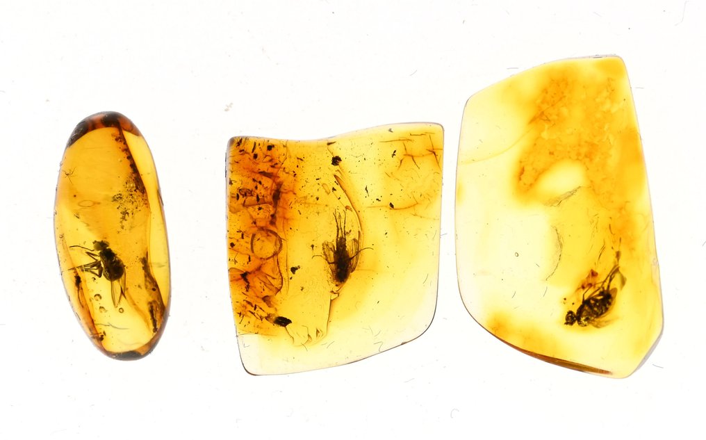 Baltic Amber - Ομάδα 3 τεμαχίων, όλα με ποιοτικά απολιθωμένα έντομα ενσωματώματα - Απολιθωμένο cabochon  (χωρίς τιμή ασφαλείας) #2.1