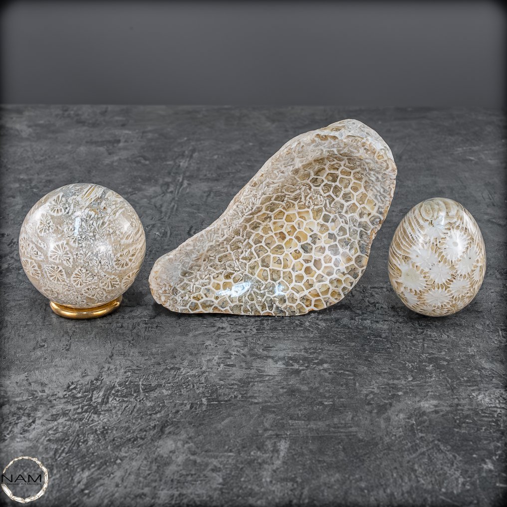 远古海洋的低语——化石珊瑚，呈球形、蛋形与壳形 对自然永恒的致敬- 378.98 g - (3) #3.2