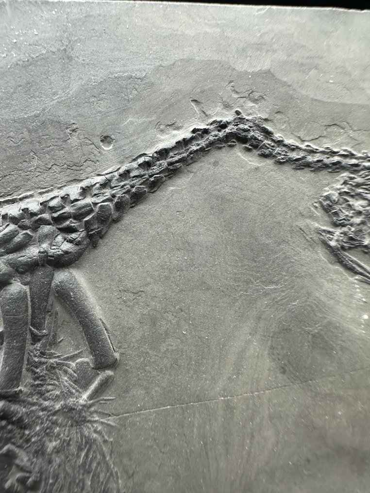 Meeresreptil - Fossil-Matrix - Keichousaurus sp. - 17 cm - 10.8 cm #3.2