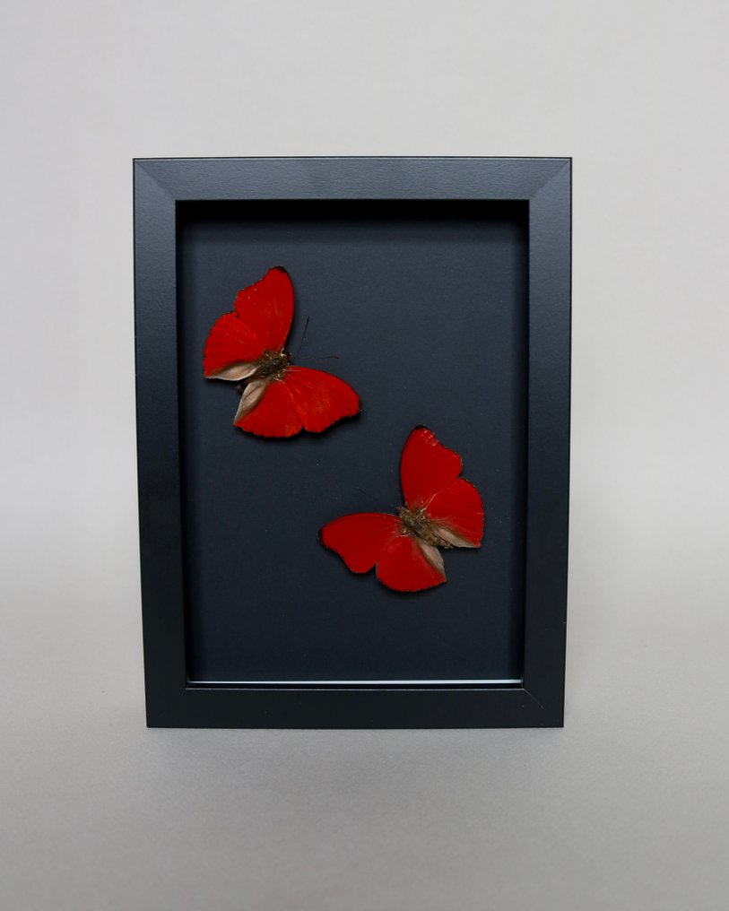 Sommerfugl Taksidermi fuld kropsmontering - Cymothoe sangaris - 18 cm - 13 cm - 2 cm - Ikke-CITES arter - 1 #1.0