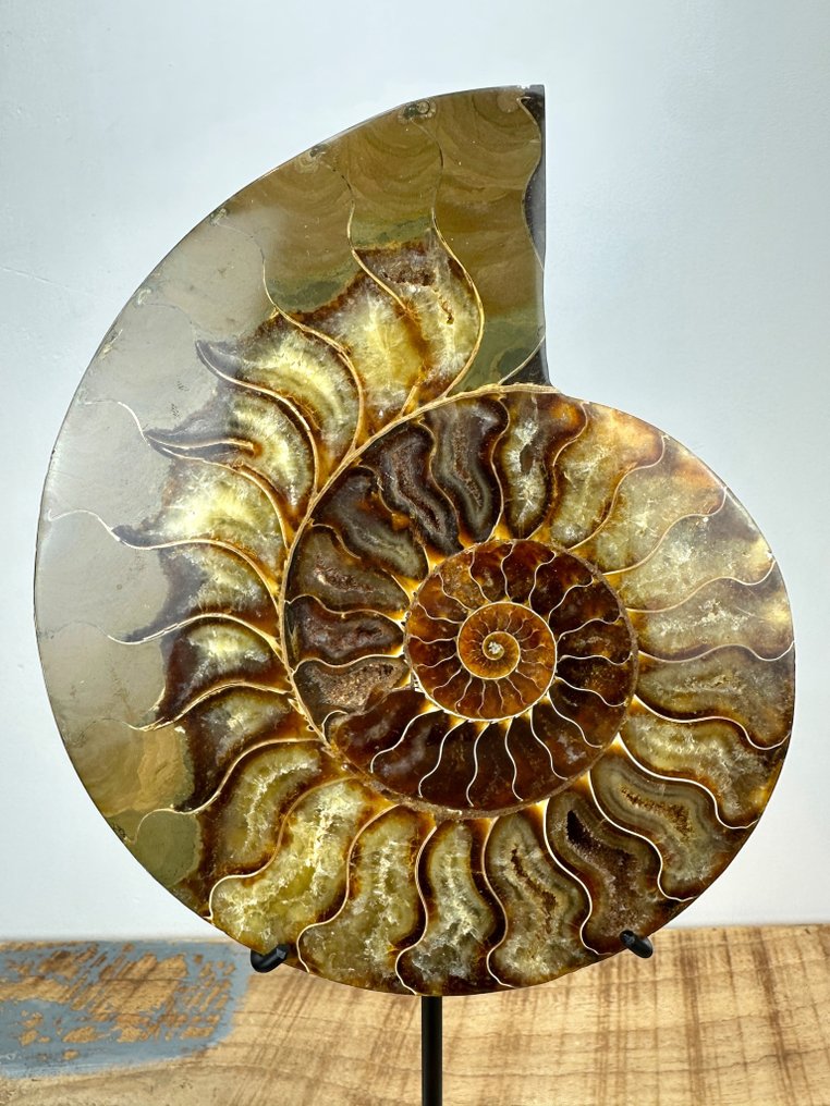 Ammonite - Fossilised shell - Aioloceras (Cleoniceras) sp. - 17.5 cm - 14.5 cm #1.0