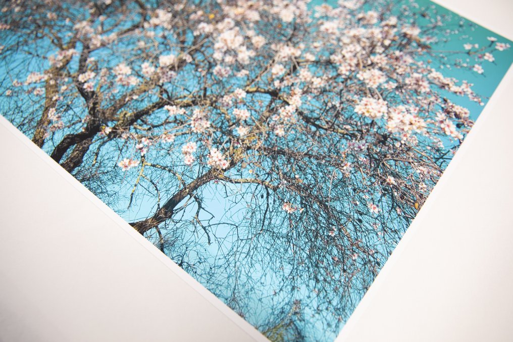 Viet Ha Tran - Almond trees #1.0