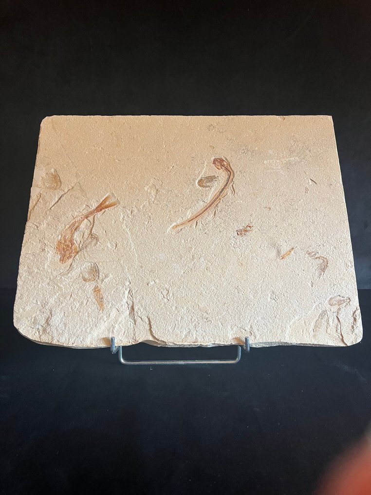 Fish - Απολιθωμένος σκελετός - Multiple fishes - 30 cm - 40.5 cm #1.0