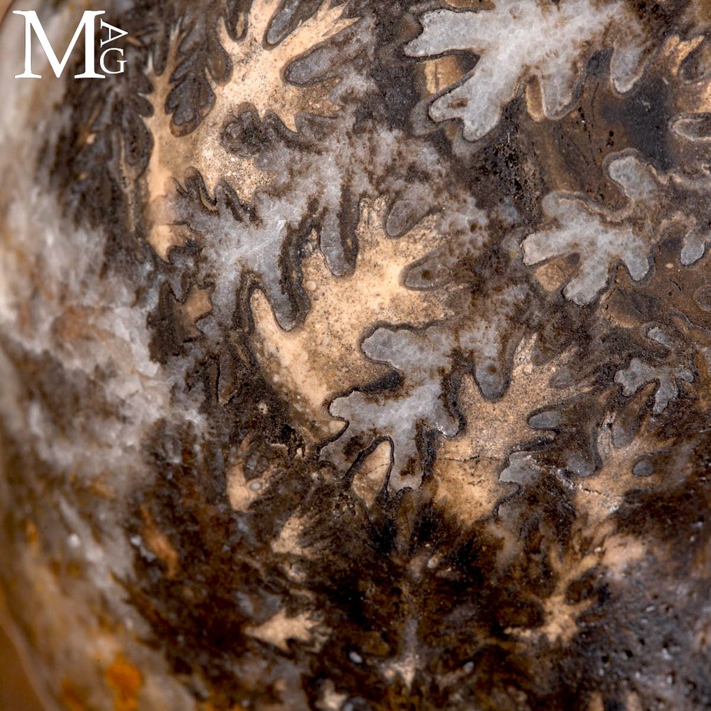 Extreem zeldzame Brouwerites intermedius – 210 miljoen jaar oude Trias ammoniet uit Timor - Hoogte: 100 mm - Breedte: 92 mm- 807 g #2.1