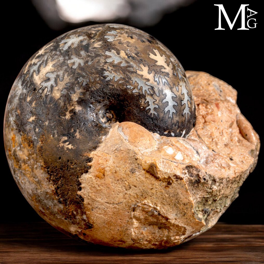 Extreem zeldzame Brouwerites intermedius – 210 miljoen jaar oude Trias ammoniet uit Timor - Hoogte: 100 mm - Breedte: 92 mm- 807 g #1.0