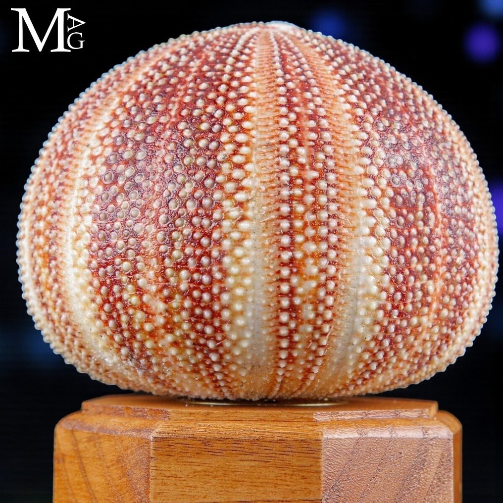 Halloween Auction - Table lamp - Table lamp - Sea Urchin Table Lamp - Echinus Esculentus #4.3