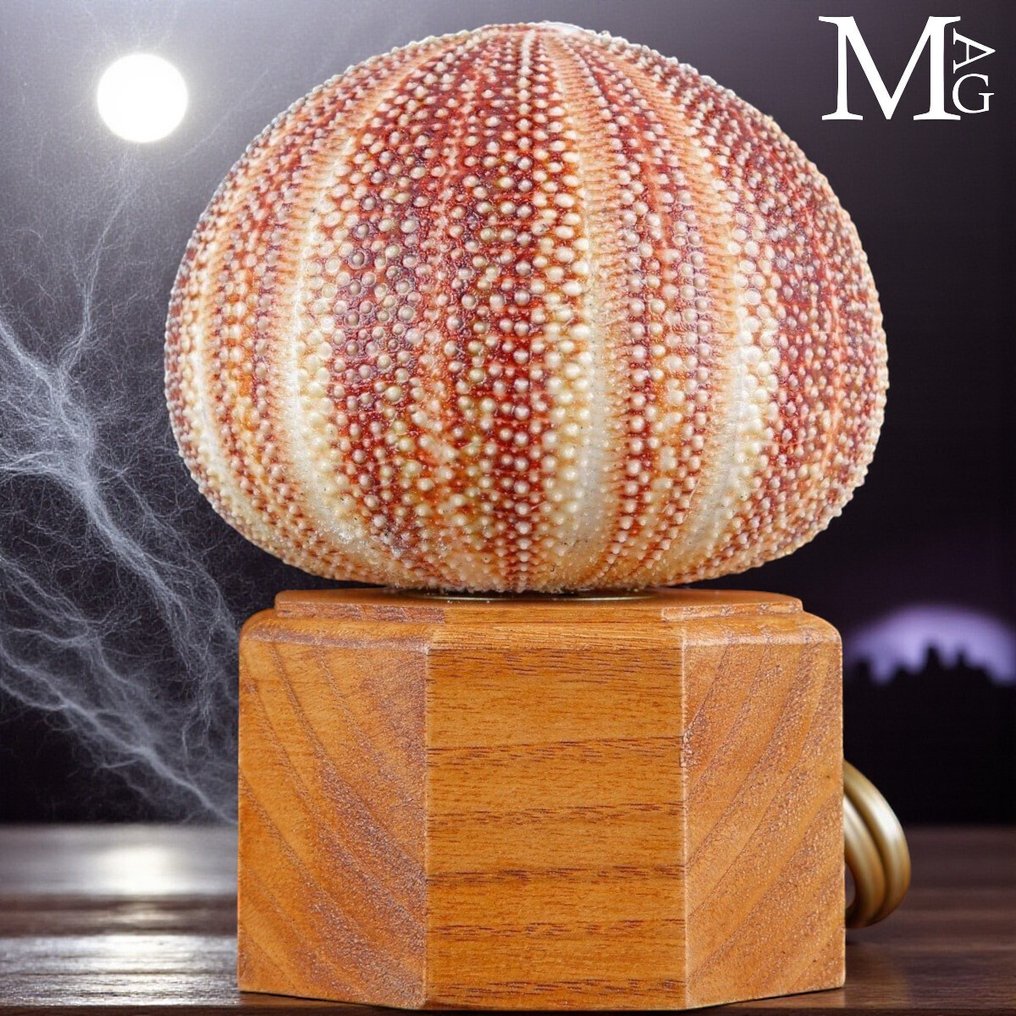 Halloween Auction - Table lamp - Table lamp - Sea Urchin Table Lamp - Echinus Esculentus #2.1