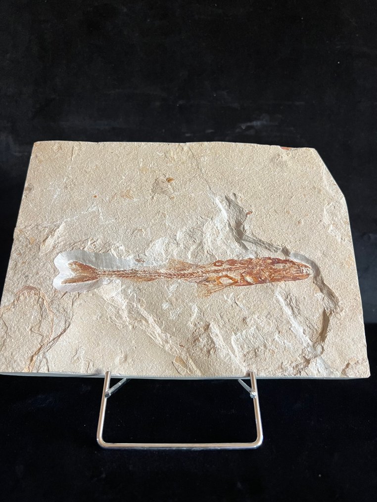 Fish - Fossilt skjelett - Eurypholis - 15 cm - 20 cm #1.0