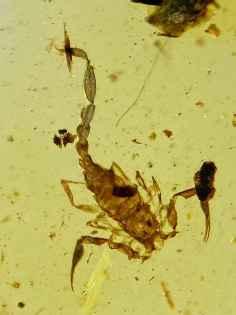 Meripihka - Meripihka - Scorpion - 22 mm - 16,5 mm #1.0