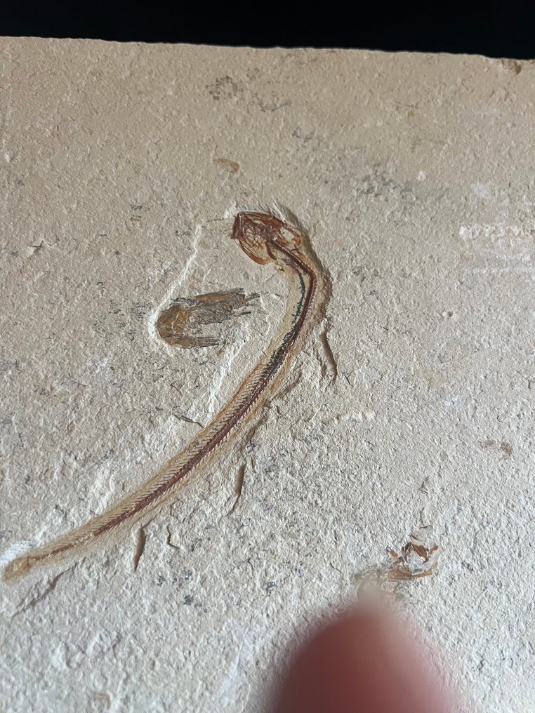 Fish - Απολιθωμένος σκελετός - Multiple fishes - 30 cm - 40.5 cm #4.3