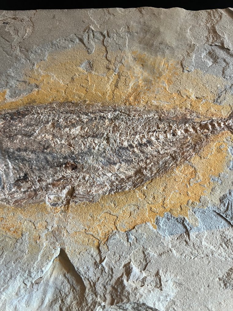 Fish - Απολιθωμένος σκελετός - Phylactocephalus - 23.5 cm - 38.5 cm #3.2