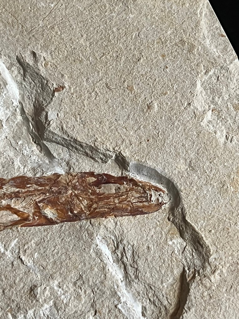 Fish - Fossilt skjelett - Eurypholis - 15 cm - 20 cm #2.1