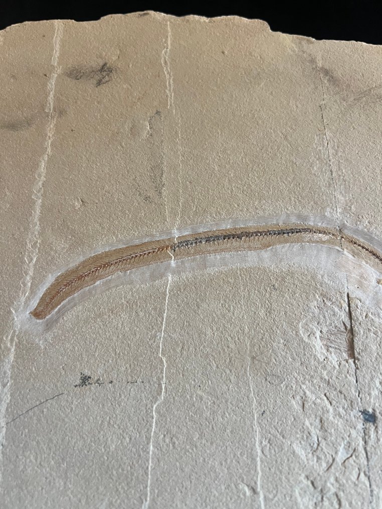 Fish - Απολιθωμένος σκελετός - Anguillavus - 32 cm - 34 cm #3.2