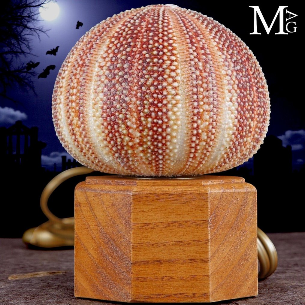 Halloween Auction - Table lamp - Table lamp - Sea Urchin Table Lamp - Echinus Esculentus #1.0