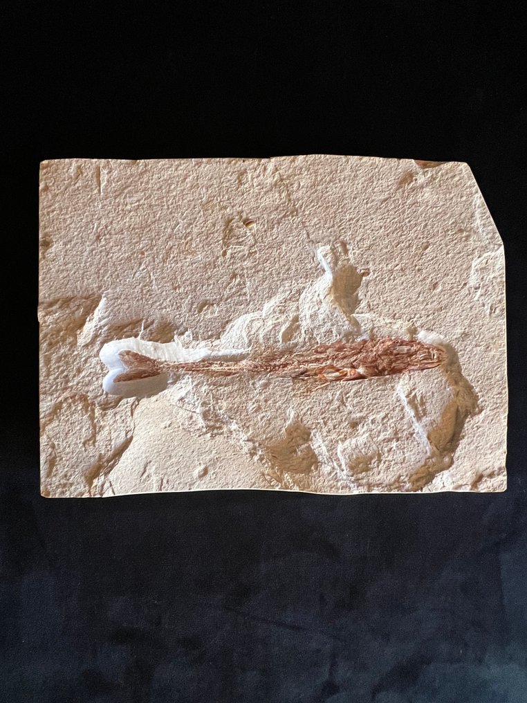 Fish - Fossilt skjelett - Eurypholis - 15 cm - 20 cm #1.0