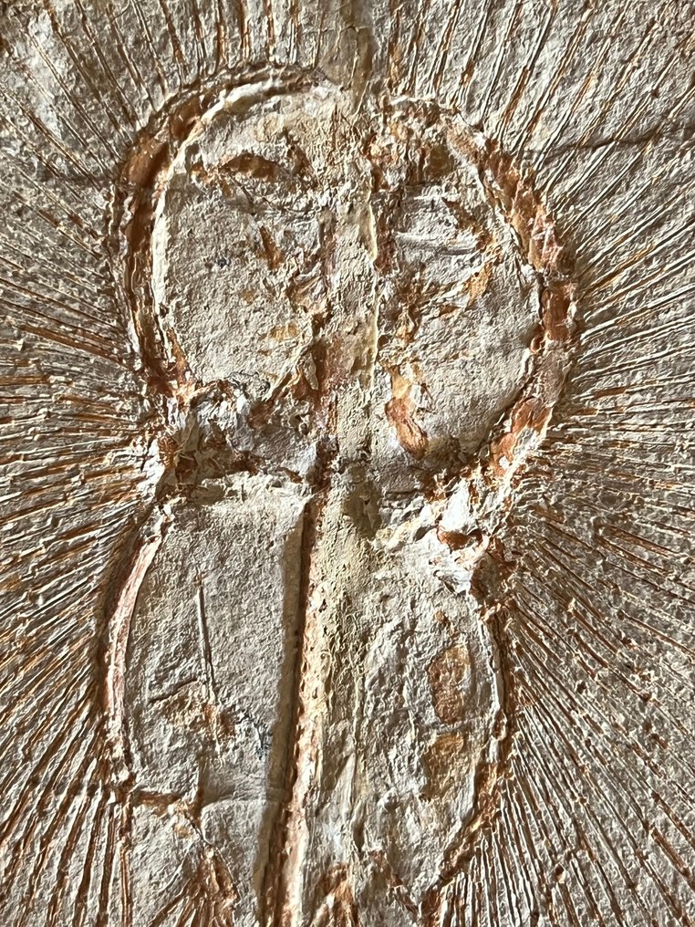 Razza - Scheletro fossile - Cyclobatis - 20.5 cm - 25 cm #3.2