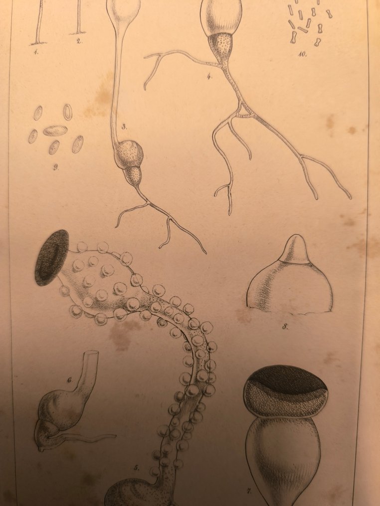 Darwin Charles, Francis Darwin, Daniel Oliver et al - Journal of the proceedings of the Linnean Society/Botany - 1857-1878 #4.3