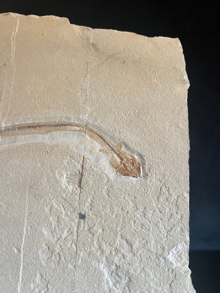 Fish - Απολιθωμένος σκελετός - Anguillavus - 32 cm - 34 cm #2.1