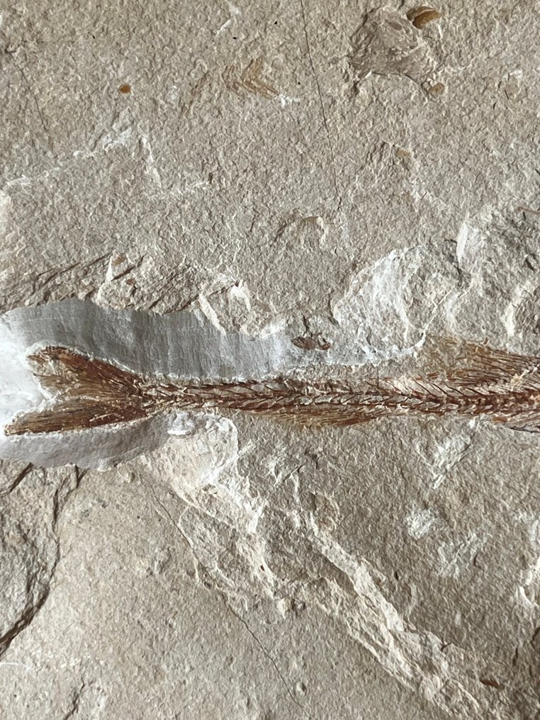 Fish - Fossilt skjelett - Eurypholis - 15 cm - 20 cm #3.2