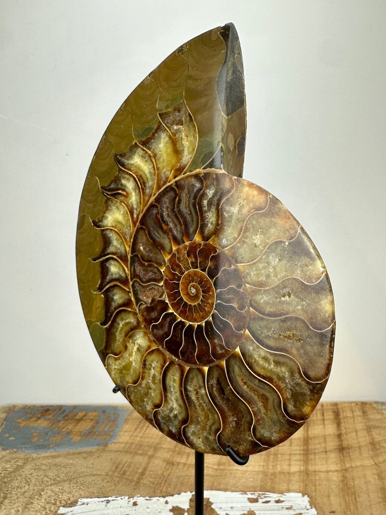 Ammonite - Fossilised shell - Aioloceras (Cleoniceras) sp. - 17.5 cm - 14.5 cm #4.3