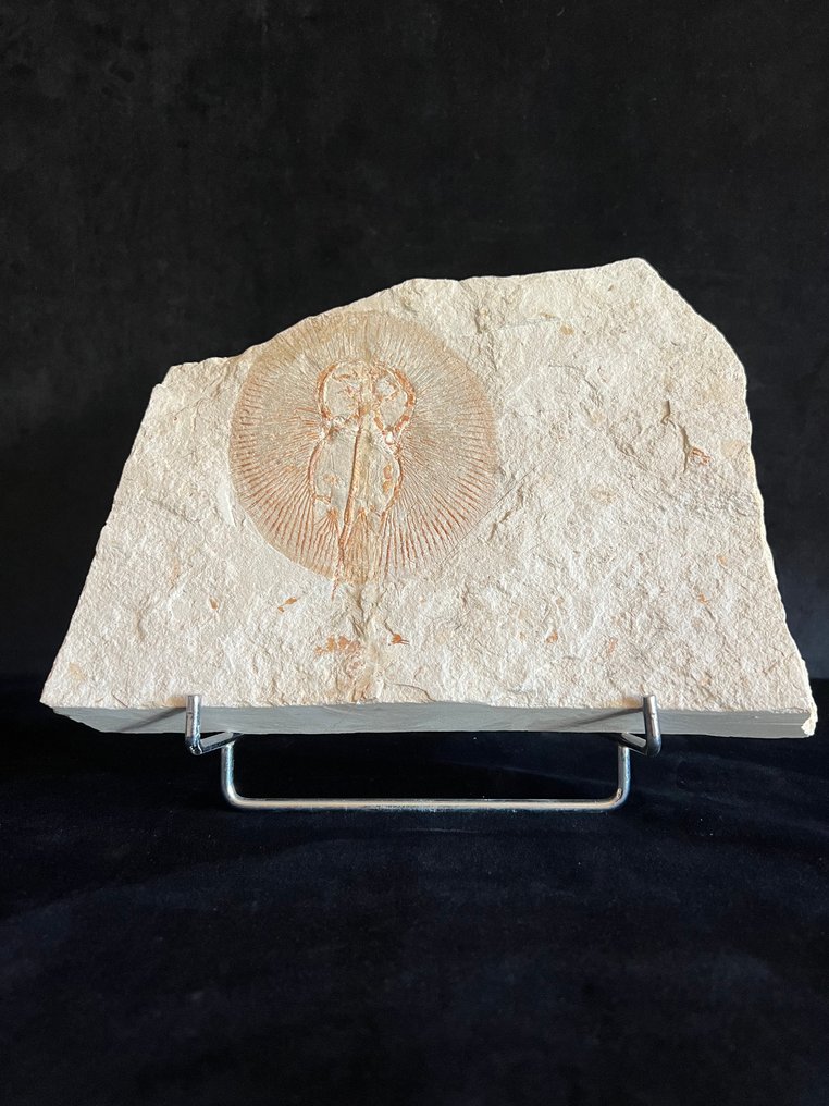 Razza - Scheletro fossile - Cyclobatis - 20.5 cm - 25 cm #1.0