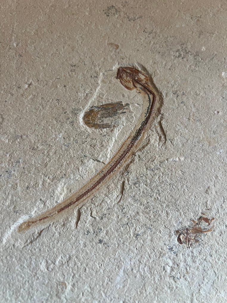 Fish - Απολιθωμένος σκελετός - Multiple fishes - 30 cm - 40.5 cm #1.0