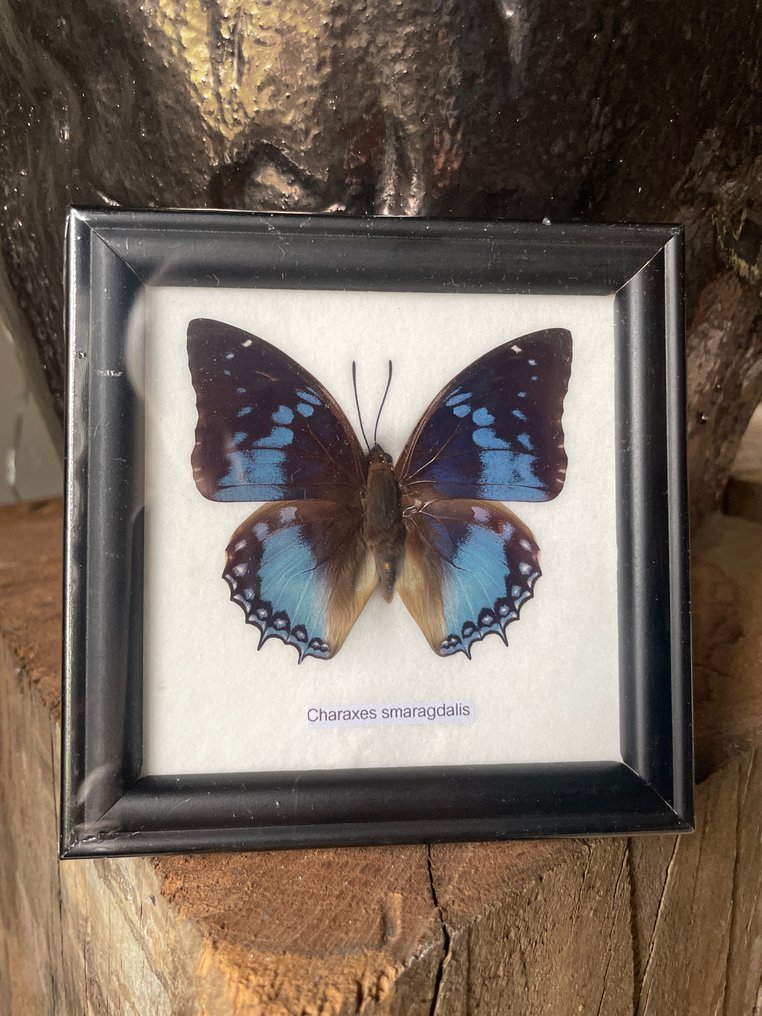 蝴蝶 动物标本剥制全身支架 - Charaxes smaragdalis - 12 cm - 12 cm - 1 cm - 非《濒危物种公约》物种 - 1 #2.1