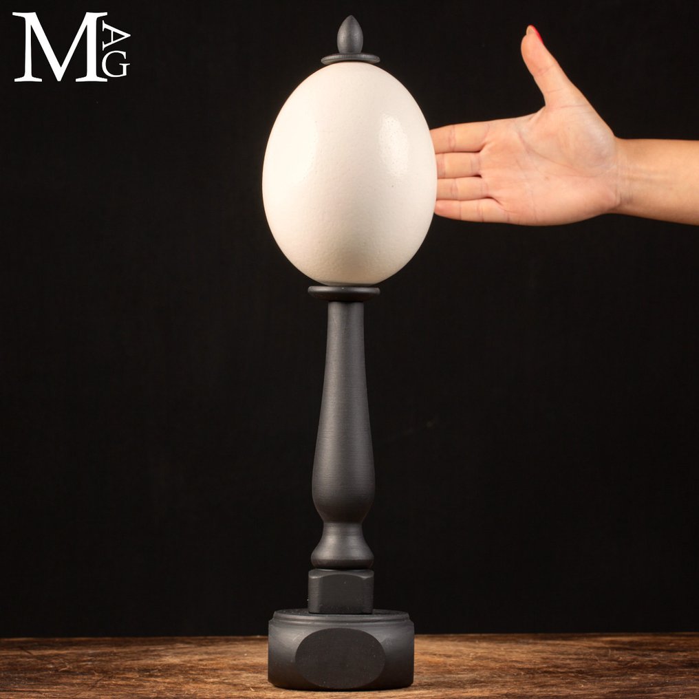 Αυγό στρουθοκαμήλου - Χειροποίητο υπόγειο από σκούρο ξύλο - Αυγό - Strutio Camelus - 118 mm - 118 mm - 448 mm #1.0