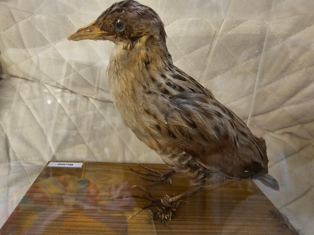 Quail Taxidermy full body mount - Coturnix coturnix - 17.5 cm - 23 cm - 12 cm - EU Annex II - 1 #4.3