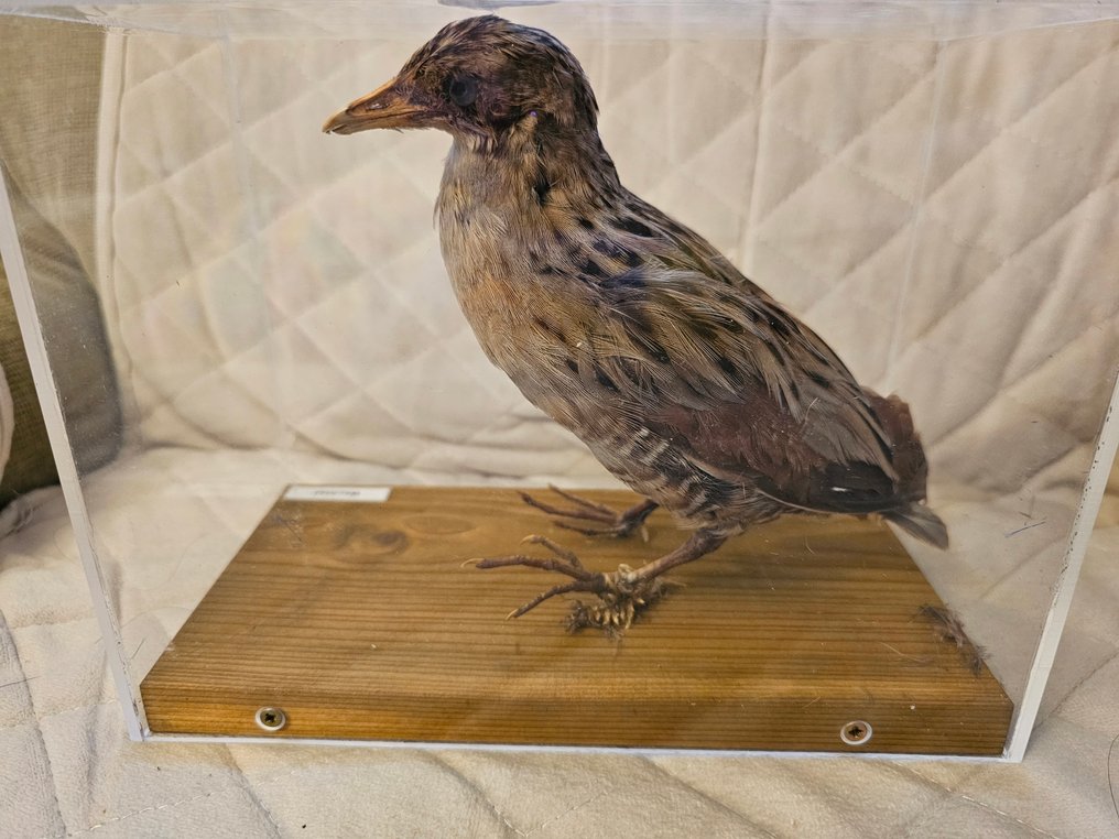 Quail Taxidermy full body mount - Coturnix coturnix - 17.5 cm - 23 cm - 12 cm - EU Annex II - 1 #1.0